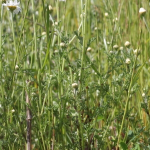 Photographie n°75374 du taxon Anthemis arvensis L.