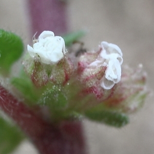 Photographie n°75384 du taxon Parietaria lusitanica L.