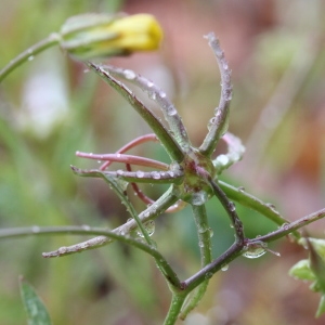 Photographie n°75390 du taxon Rhagadiolus stellatus (L.) Gaertn. [1791]