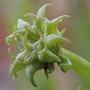 Valerianella echinata (L.) DC. (Mâche à piquants)