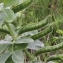  Marie  Portas - Vicia narbonensis L.