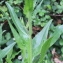  Marie  Portas - Cirsium monspessulanum (L.) Hill [1768]