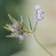  Marie  Portas - Asperula arvensis L.