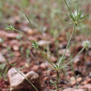 Photographie n°75441 du taxon Asperula arvensis L.