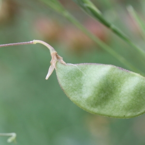 Photographie n°75443 du taxon Lathyrus setifolius L. [1753]