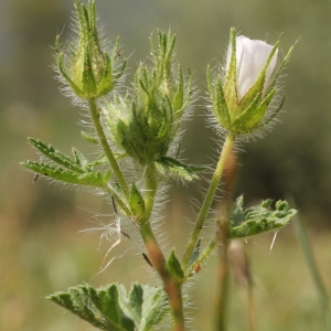 Photographie n°75447 du taxon Althaea hirsuta L.