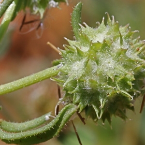 Photographie n°75448 du taxon Valerianella discoidea (L.) Loisel. [1810]