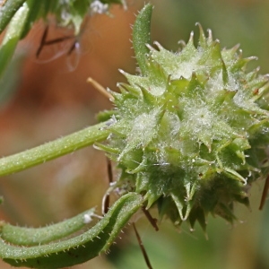 Photographie n°75448 du taxon Valerianella discoidea (L.) Loisel.