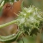  Marie  Portas - Valerianella discoidea (L.) Loisel.