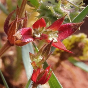 Photographie n°75449 du taxon Sherardia arvensis L. [1753]