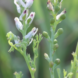 Photographie n°75454 du taxon Fumaria parviflora Lam. [1788]