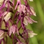  John De Vos - Orchis x bergonii Nanteuil [1887]