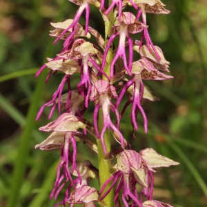 Orchis ×bergonii Nanteuil