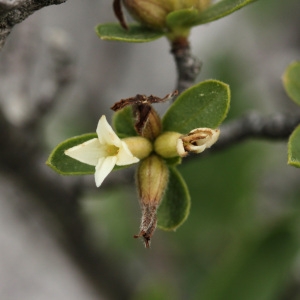 Photographie n°75461 du taxon Daphne alpina L. [1753]