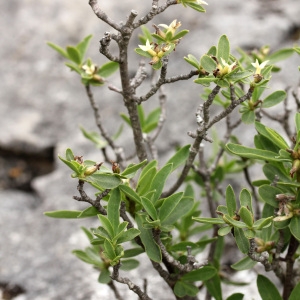 Photographie n°75462 du taxon Daphne alpina L. [1753]