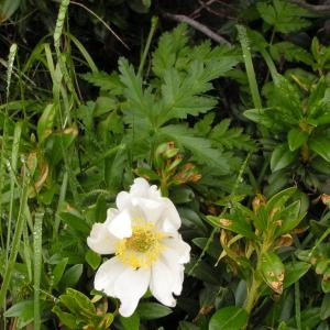 Photographie n°75465 du taxon Anemone alpina subsp. apiifolia (Scop.) O.Bolòs & Vigo [1974]