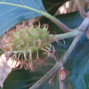 Photographie n°75473 du taxon Fagus sylvatica L. [1753]