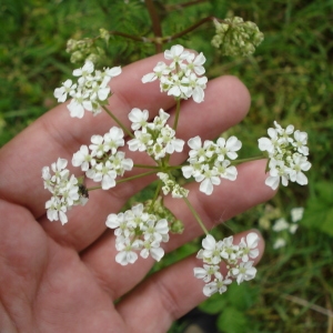 Photographie n°75501 du taxon Anthriscus sylvestris (L.) Hoffm. [1814]