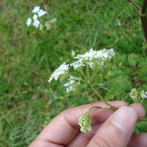 Photographie n°75502 du taxon Anthriscus sylvestris (L.) Hoffm. [1814]