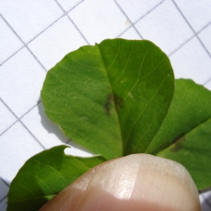 Photographie n°75511 du taxon Medicago arabica (L.) Huds. [1762]