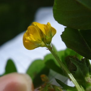 Photographie n°75512 du taxon Medicago arabica (L.) Huds. [1762]