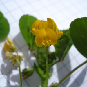 Medicago arabica var. longispina Rouy (Luzerne d'Arabie)