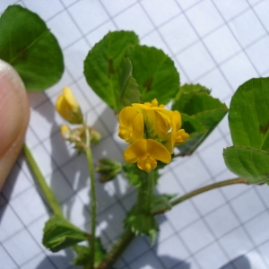 Photographie n°75514 du taxon Medicago arabica (L.) Huds. [1762]