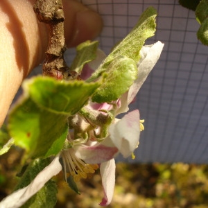 Photographie n°75525 du taxon Malus sylvestris Mill. [1768]