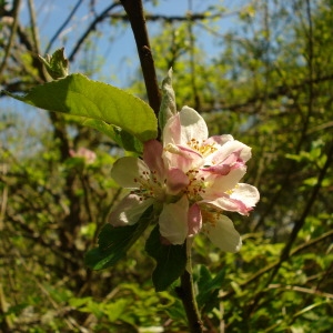 Photographie n°75527 du taxon Malus sylvestris Mill. [1768]