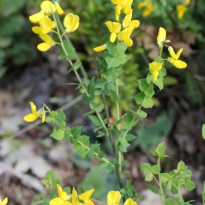 Cytisus glaber Bubani (Cytise à feuilles sessiles)