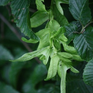 Photographie n°75555 du taxon Carpinus betulus L. [1753]