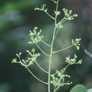 Photographie n°75575 du taxon Cotinus coggygria Scop. [1771]