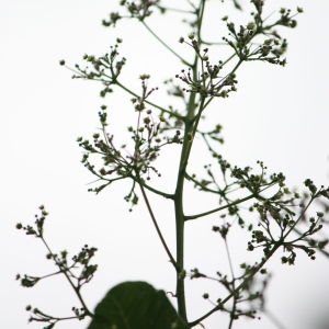 Photographie n°75576 du taxon Cotinus coggygria Scop. [1771]