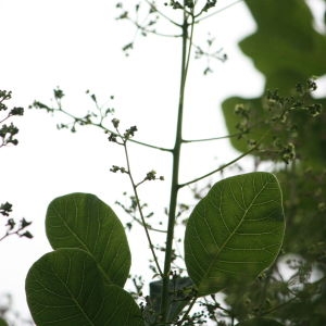 Photographie n°75577 du taxon Cotinus coggygria Scop. [1771]