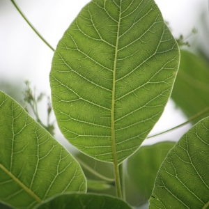 Photographie n°75579 du taxon Cotinus coggygria Scop. [1771]