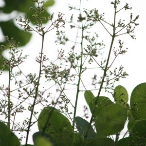 Photographie n°75584 du taxon Cotinus coggygria Scop. [1771]