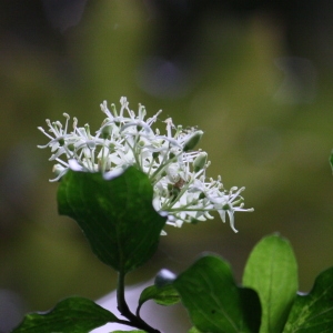 Photographie n°75590 du taxon Cornus sanguinea L. [1753]