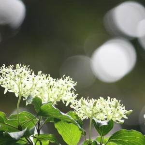 Photographie n°75591 du taxon Cornus sanguinea L. [1753]