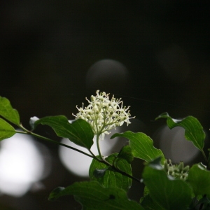 Photographie n°75592 du taxon Cornus sanguinea L. [1753]