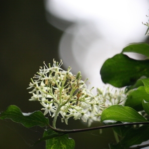 Photographie n°75593 du taxon Cornus sanguinea L. [1753]