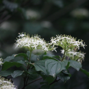 Photographie n°75596 du taxon Cornus sanguinea L. [1753]