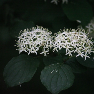 Photographie n°75597 du taxon Cornus sanguinea L. [1753]