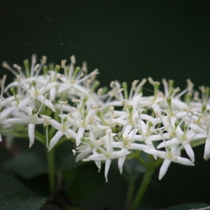 Photographie n°75600 du taxon Cornus sanguinea L. [1753]