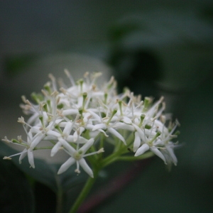 Photographie n°75601 du taxon Cornus sanguinea L. [1753]