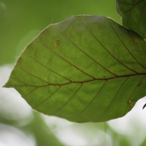 Photographie n°75610 du taxon Fagus sylvatica L. [1753]