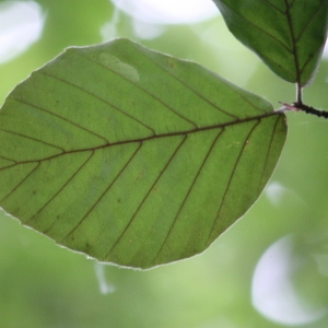 Photographie n°75614 du taxon Fagus sylvatica L. [1753]