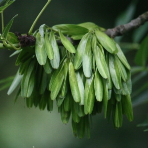 Photographie n°75620 du taxon Fraxinus excelsior L. [1753]