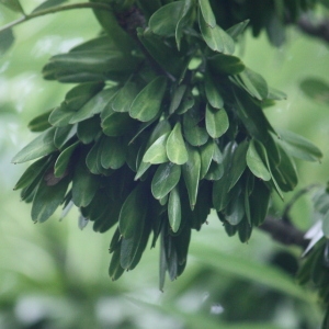 Photographie n°75624 du taxon Fraxinus excelsior L. [1753]