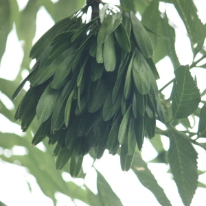 Photographie n°75626 du taxon Fraxinus excelsior L. [1753]