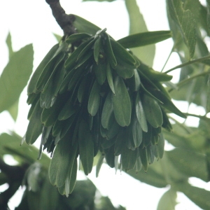 Photographie n°75627 du taxon Fraxinus excelsior L. [1753]